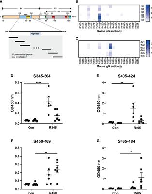 Epitope Profiling Reveals the Critical Antigenic Determinants in SARS-CoV-2 RBD-Based Antigen